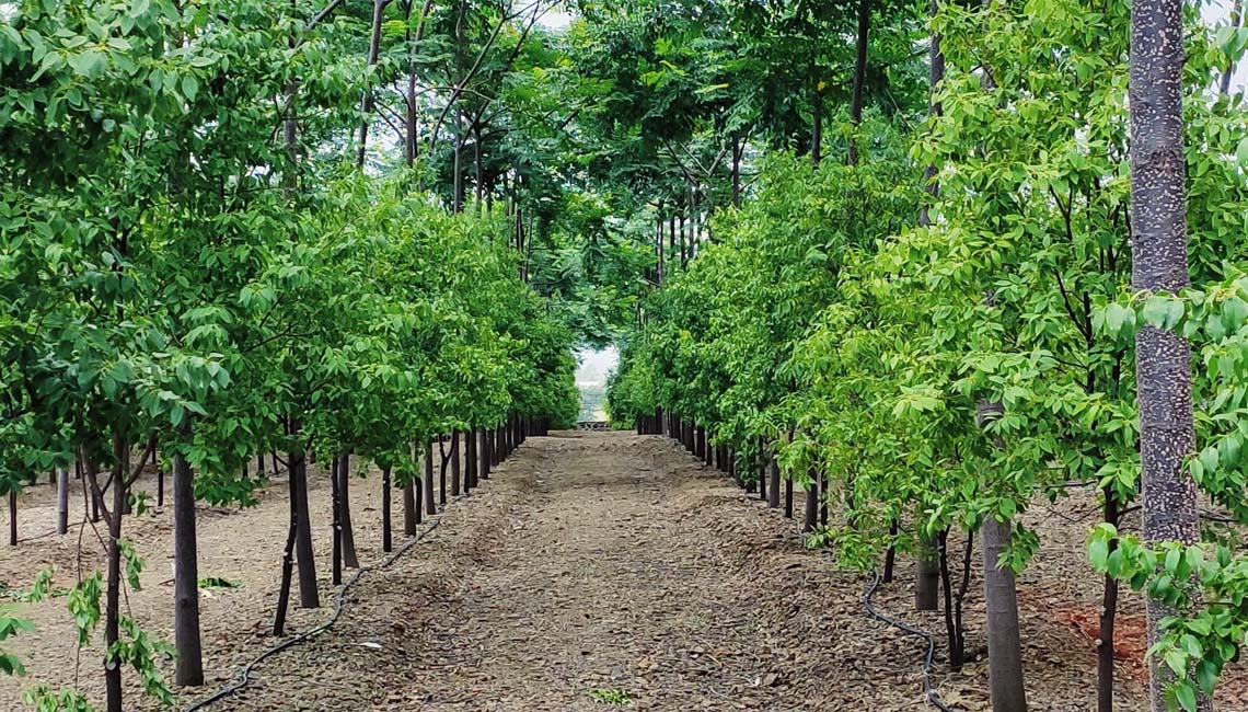 Red Sandalwood Cultivation