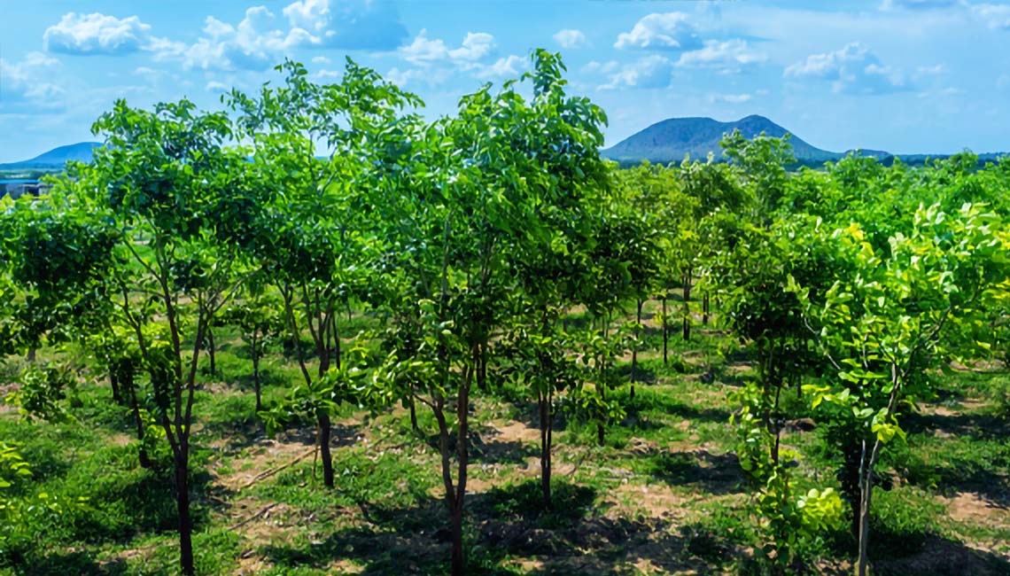 Red Sandalwood Cultivation